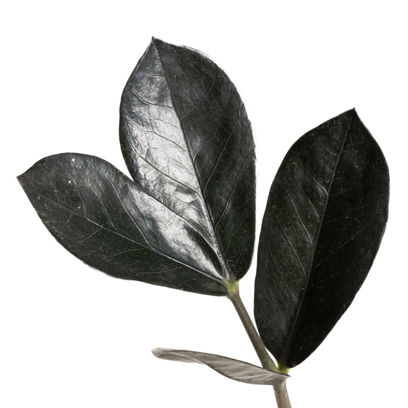 ZZ Plant 'Oscura' 4" - Urban Sprouts