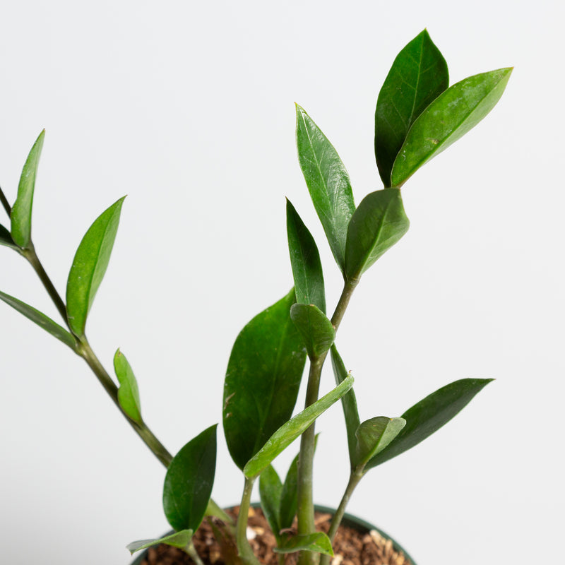 ZZ Plant 'Compact' 4" - Urban Sprouts