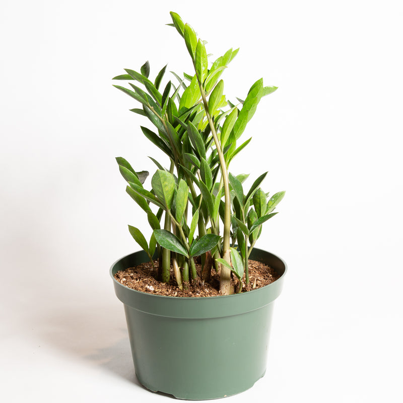 ZZ Plant 'Compact' 8" - Urban Sprouts