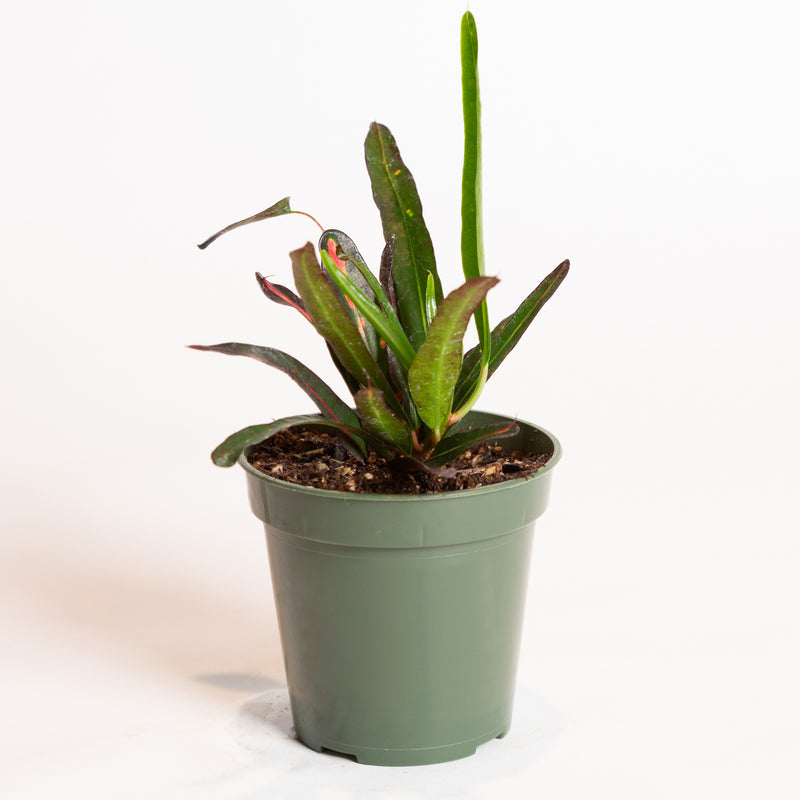 Croton 'Zanzibar' 4" - Urban Sprouts
