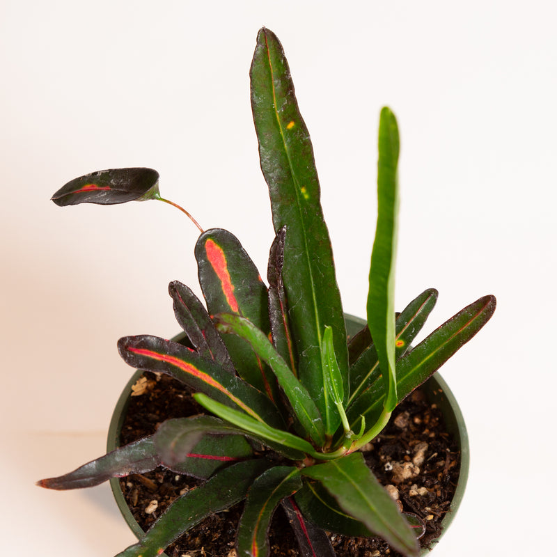 Croton 'Zanzibar' 4" - Urban Sprouts