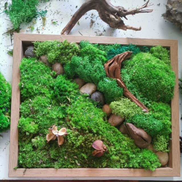 7/6 @ 2:00 No Maintenance Moss Frames Workshop - Urban Sprouts