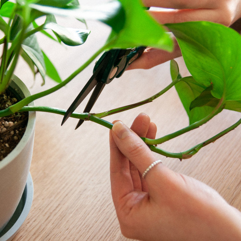 Cutting Assorted - Urban Sprouts