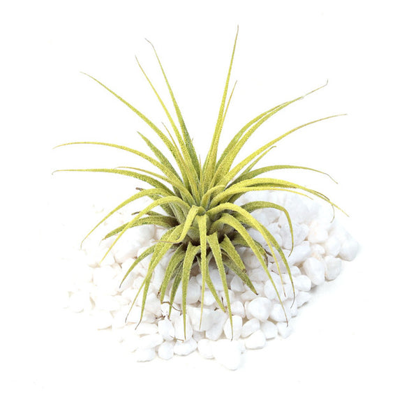 Plant 'Ionantha - Yellow' 3-4" - Urban Sprouts