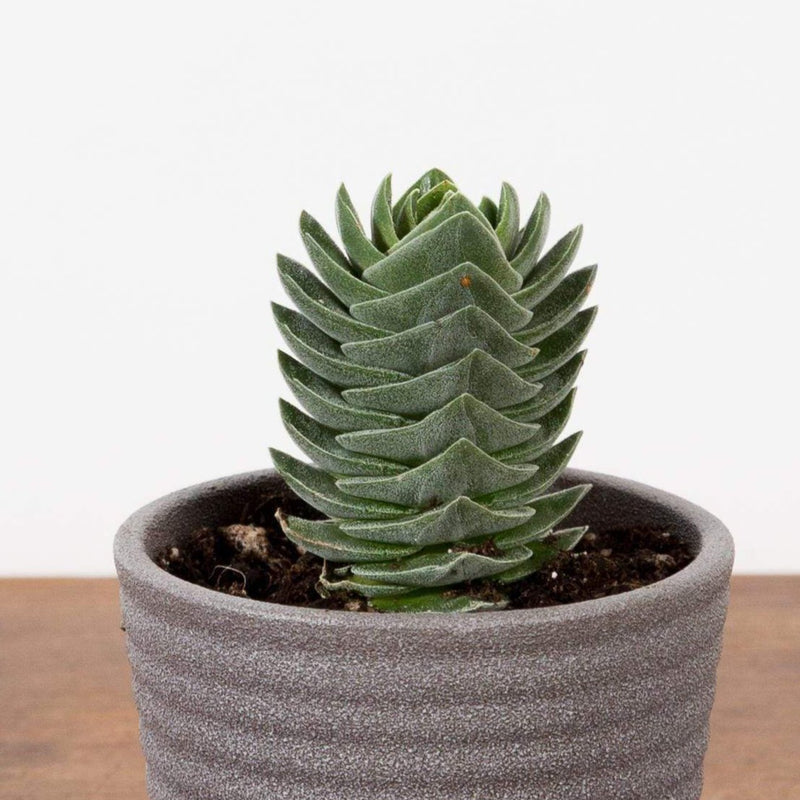 Jade 'Buddha's Temple' - Urban Sprouts