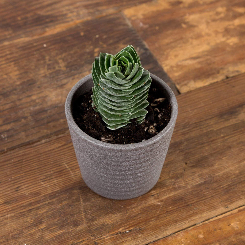 Jade 'Buddha's Temple' - Urban Sprouts