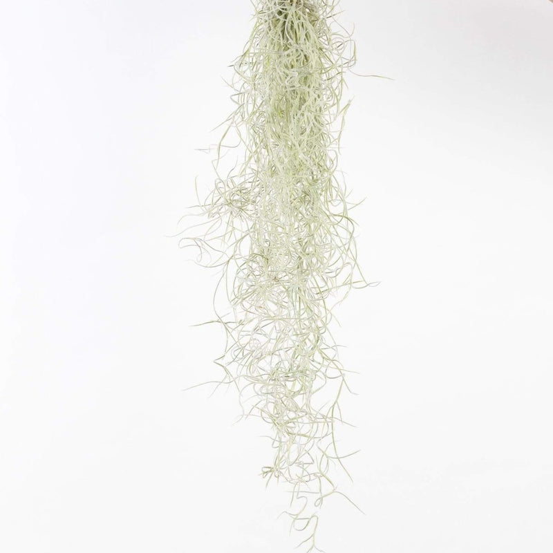 Air Plant 'Spanish Moss' Narrow Bundle - Urban Sprouts