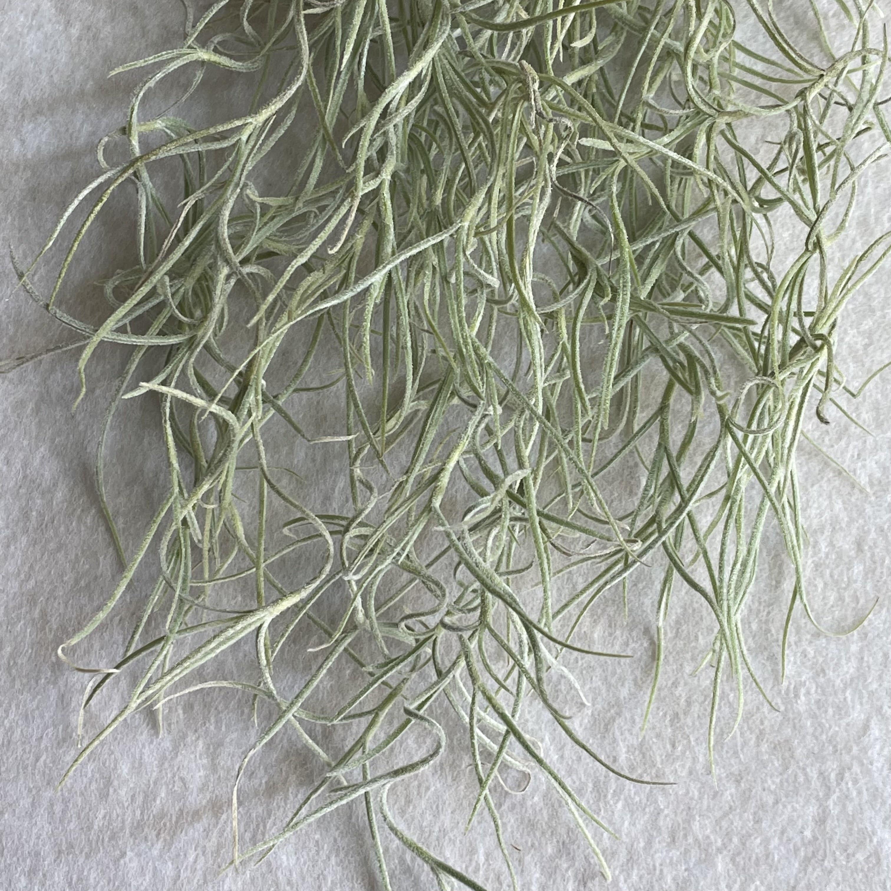 Got this spanish moss as a gift. Any ideas on how to care for it