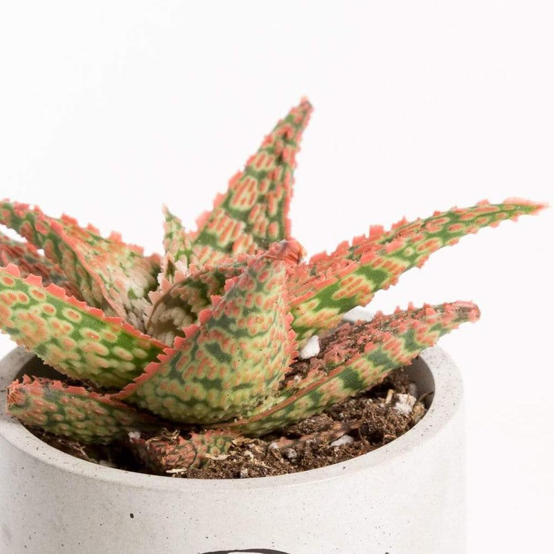 Urban Sprouts Plant 4" in nursery pot Aloe 'Firecracker'