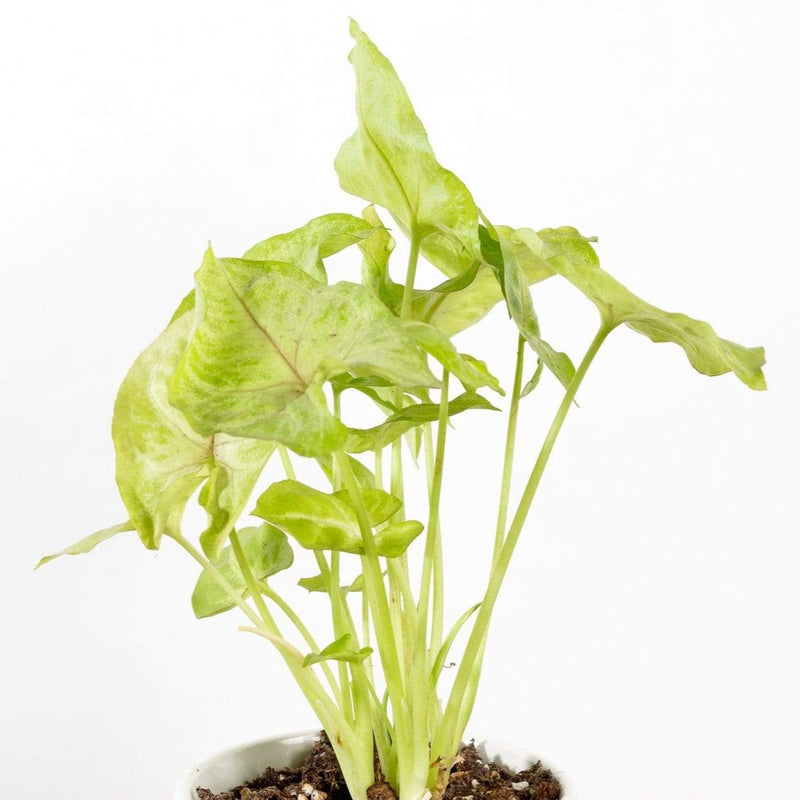 Arrowhead Vine 'Golden' - Urban Sprouts