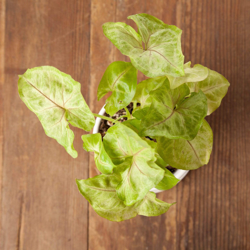 Arrowhead Vine 'Golden' - Urban Sprouts