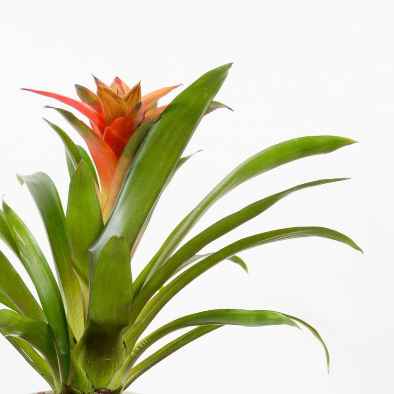 Bromeliad 'Guzmania - Orange' - Urban Sprouts