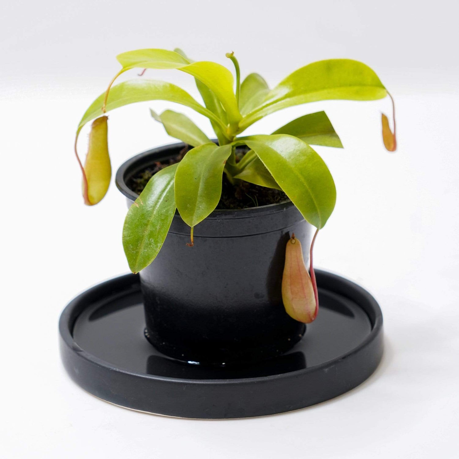 Urban Sprouts Plant 4" in nursery pot Carnivorous 'Monkey Pitcher - Ventrata'