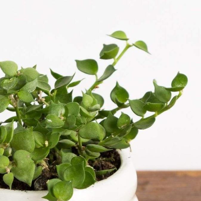 Dischidia 'Million Hearts Vine' 4" - Urban Sprouts