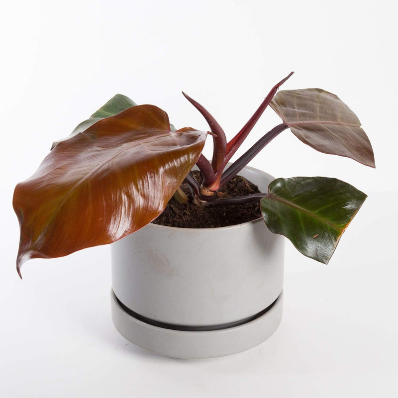 Urban Sprouts Plant 4" in nursery pot Philodendron 'Mccolley's Finale'