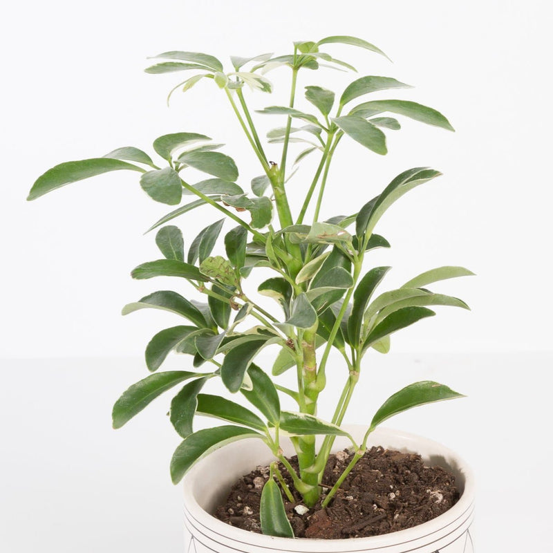 Urban Sprouts Plant 4" in nursery pot Umbrella Plant 'Dwarf - Variegated'