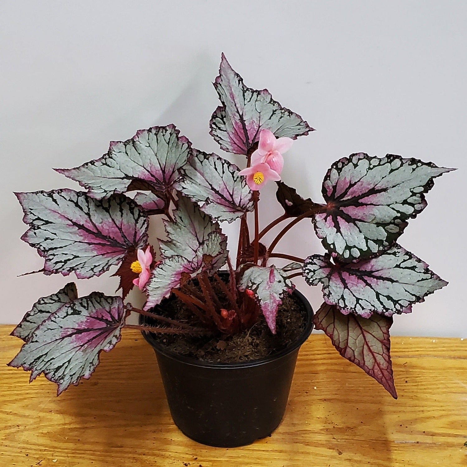 Urban Sprouts Plant 6" in nursery pot Begonia 'Painted Leaf