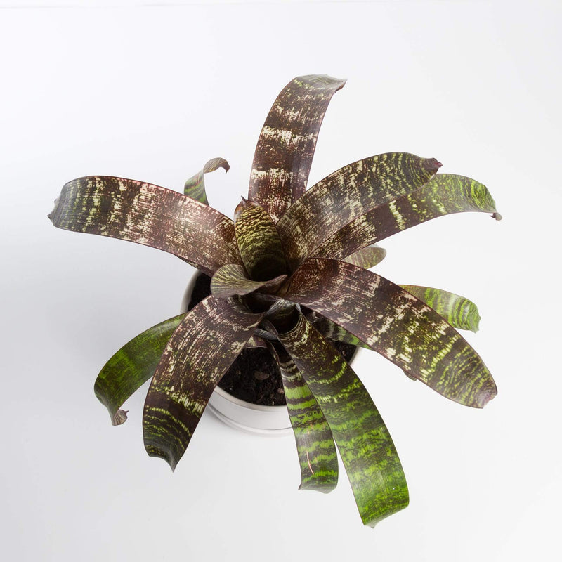 Urban Sprouts Plant 6" in nursery pot Bromeliad 'Gigantea'