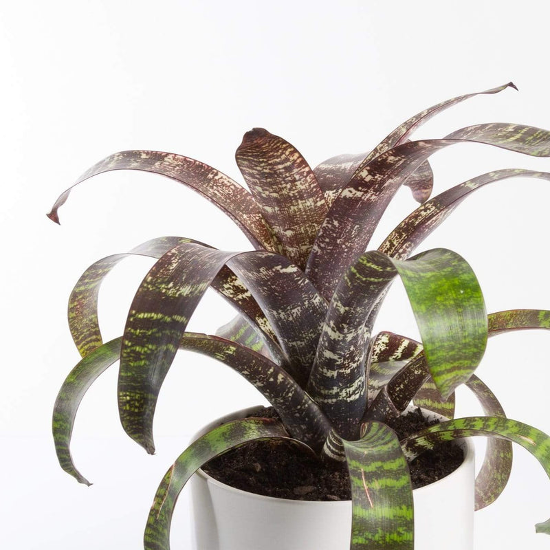 Urban Sprouts Plant 6" in nursery pot Bromeliad 'Gigantea'