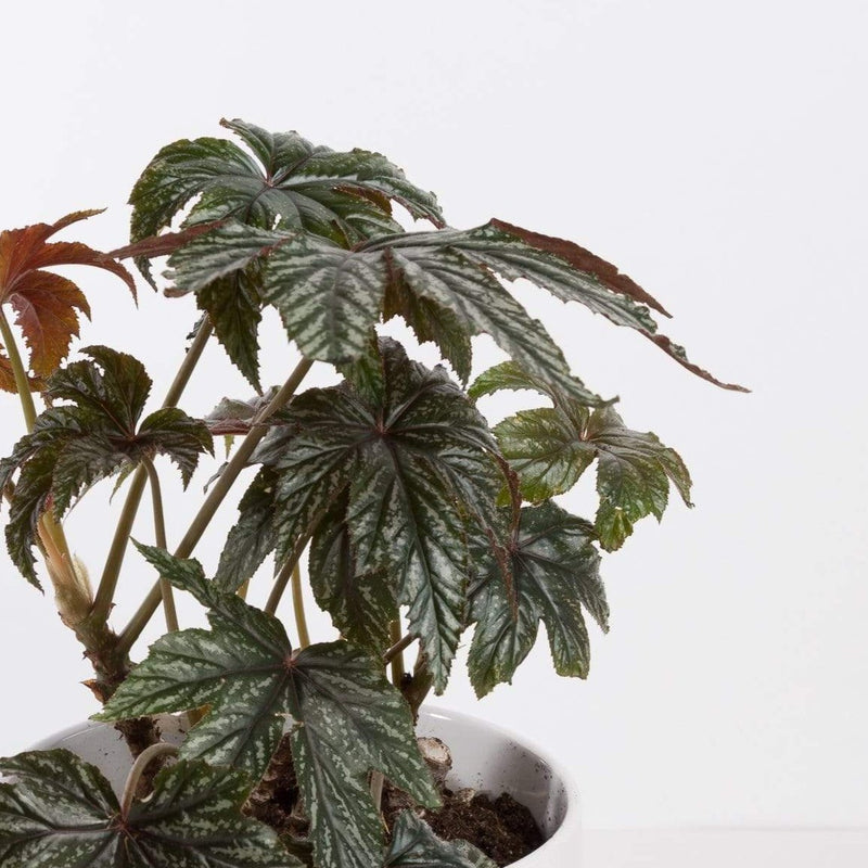 Urban Sprouts Plant Begonia 'Gryphon'