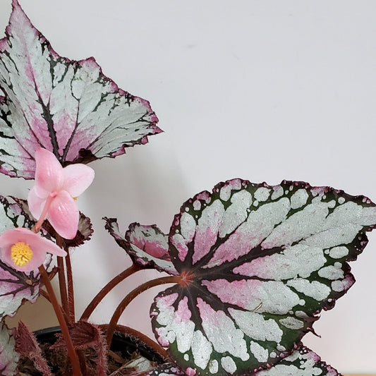 Urban Sprouts Plant Begonia 'Painted Leaf