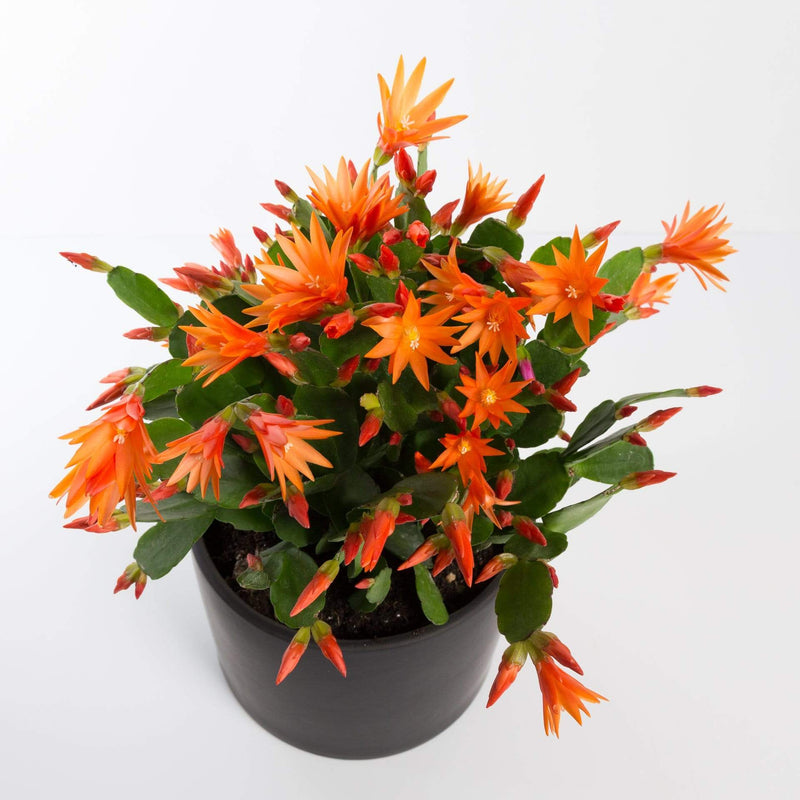 Urban Sprouts Plant Cactus 'Spring'
