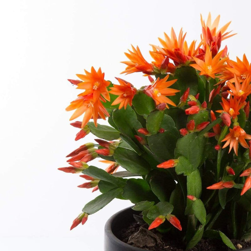 Urban Sprouts Plant Cactus 'Spring'