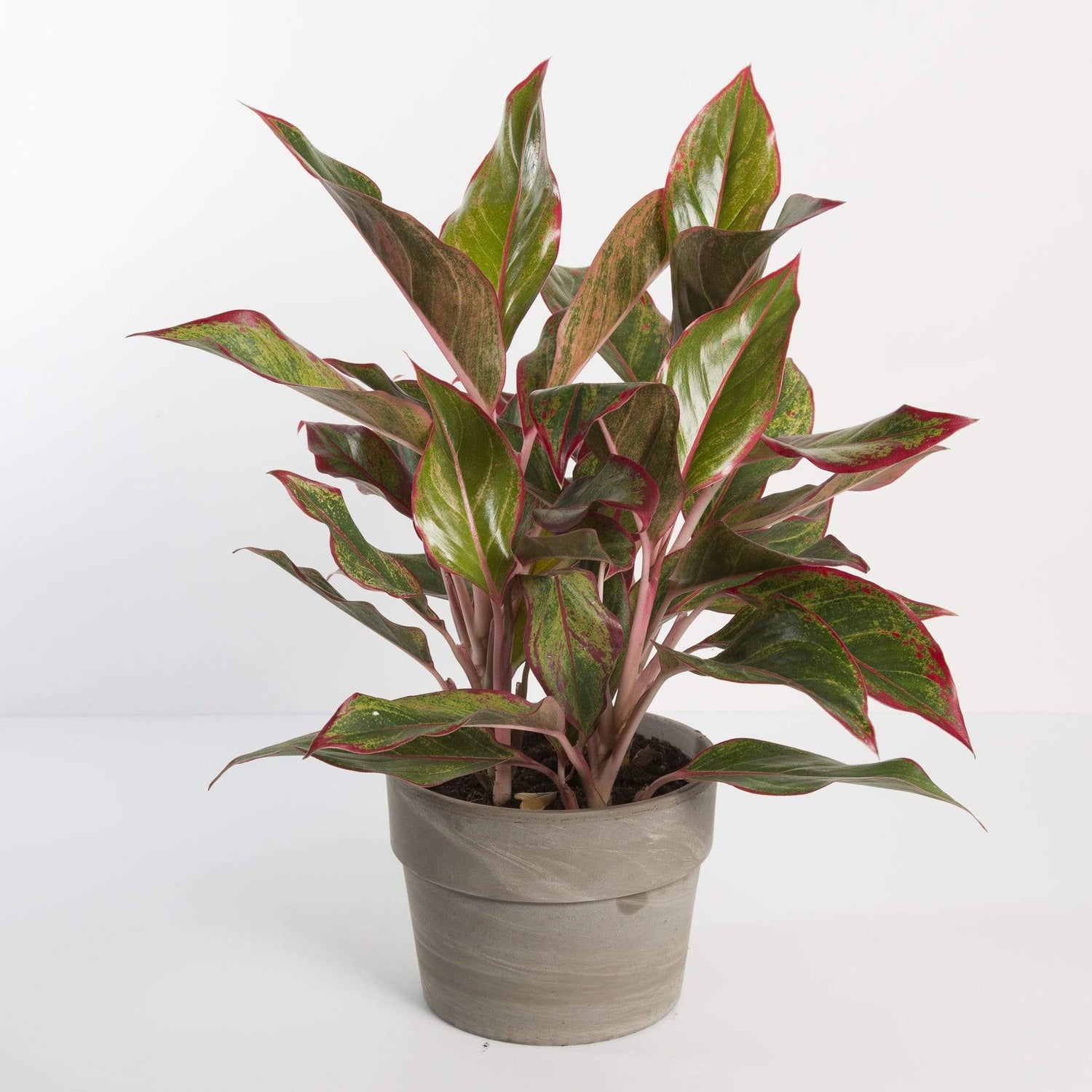 Urban Sprouts Plant Chinese Evergreen 'Siam Aurora'