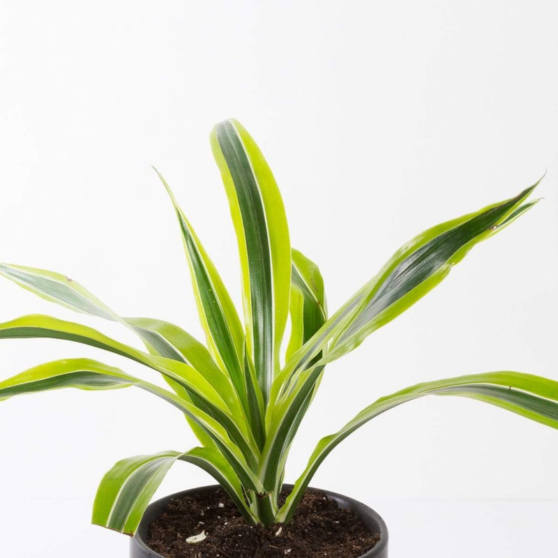 Urban Sprouts Plant Dragon Tree 'Lemon Lime'