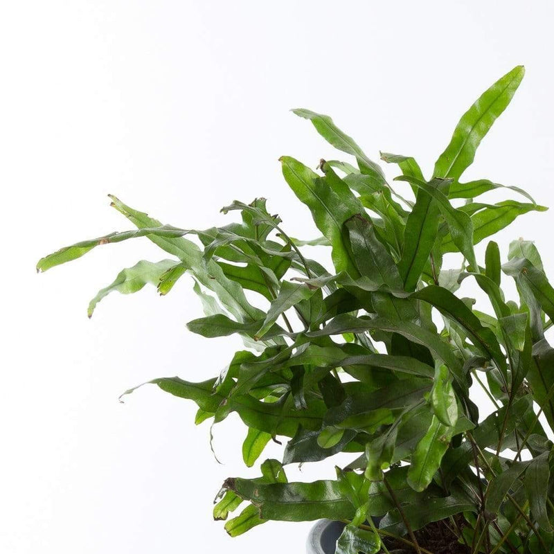Urban Sprouts Plant Fern 'Kangaroo Paw'