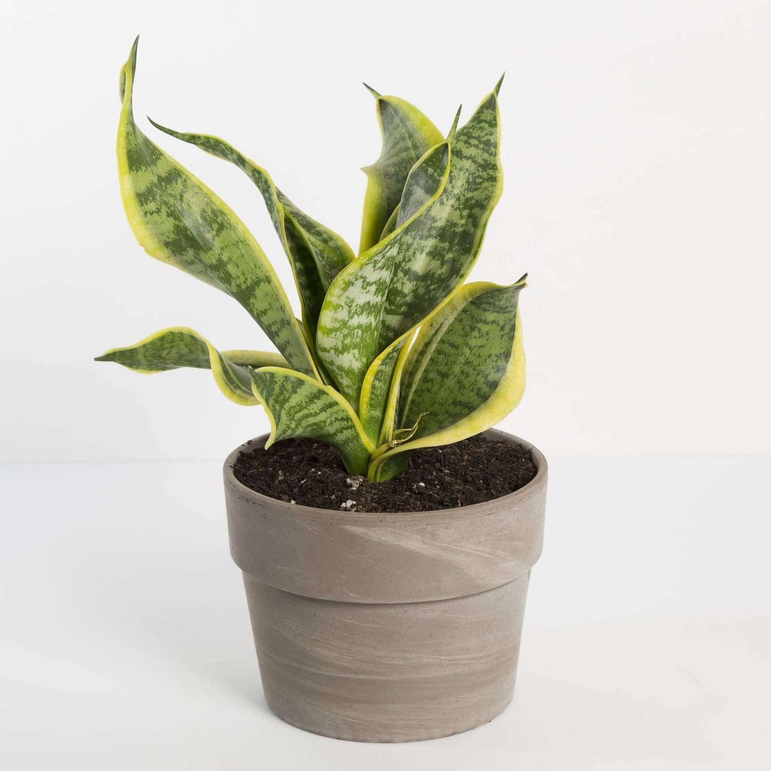 Snake Plant 'Futura Superba' - Urban Sprouts