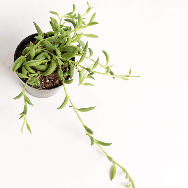 Urban Sprouts Plant Succulent 'String Of Bananas'