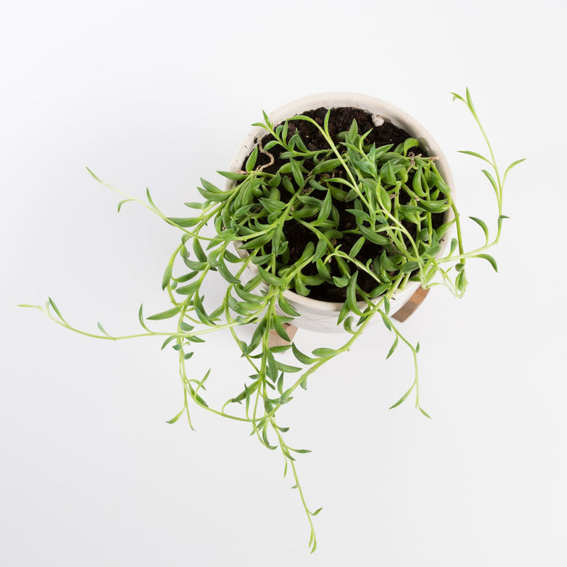 Urban Sprouts Plant Succulent 'String Of Bananas'