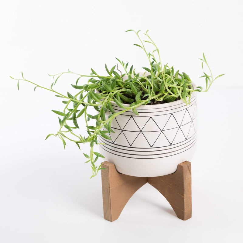 Urban Sprouts Plant Succulent 'String Of Bananas'