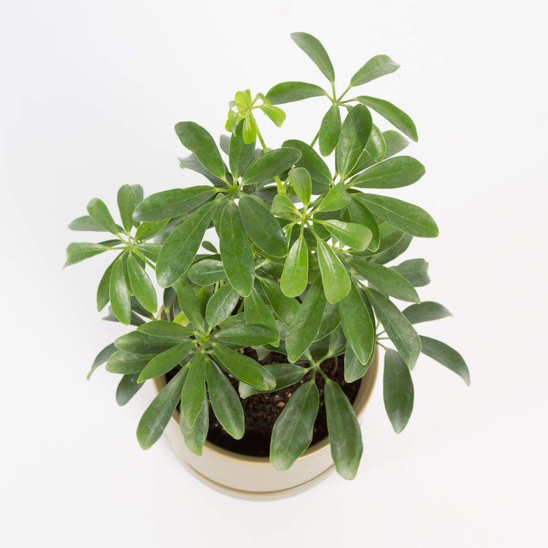 Urban Sprouts Plant Umbrella Plant 'Dwarf'