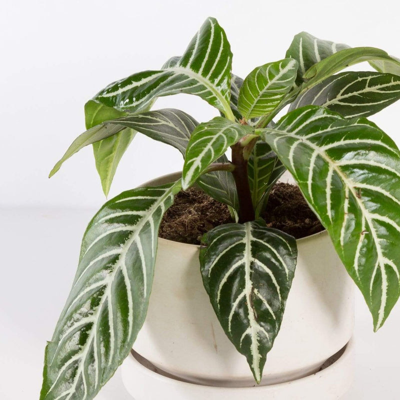Urban Sprouts Plant Zebra Plant