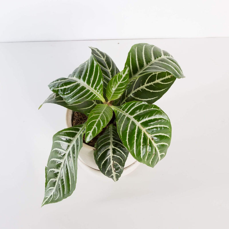 Urban Sprouts Plant Zebra Plant