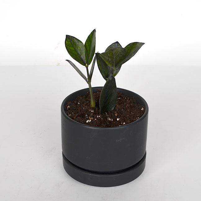 Urban Sprouts Rare Plant ZZ Plant 'Raven'