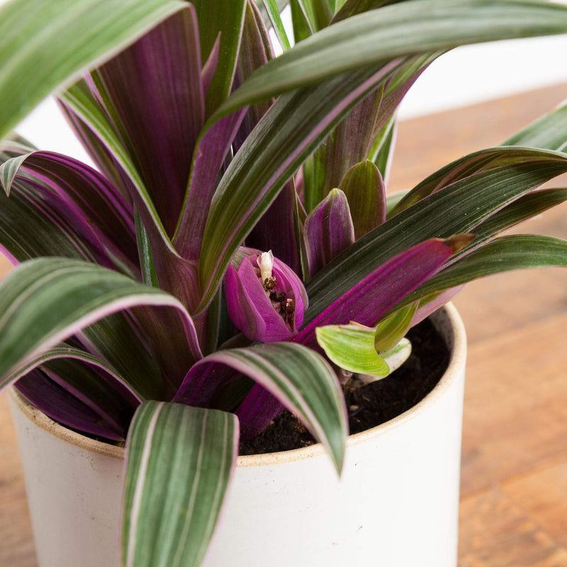 Moses In A Basket 'Variegated' - Urban Sprouts