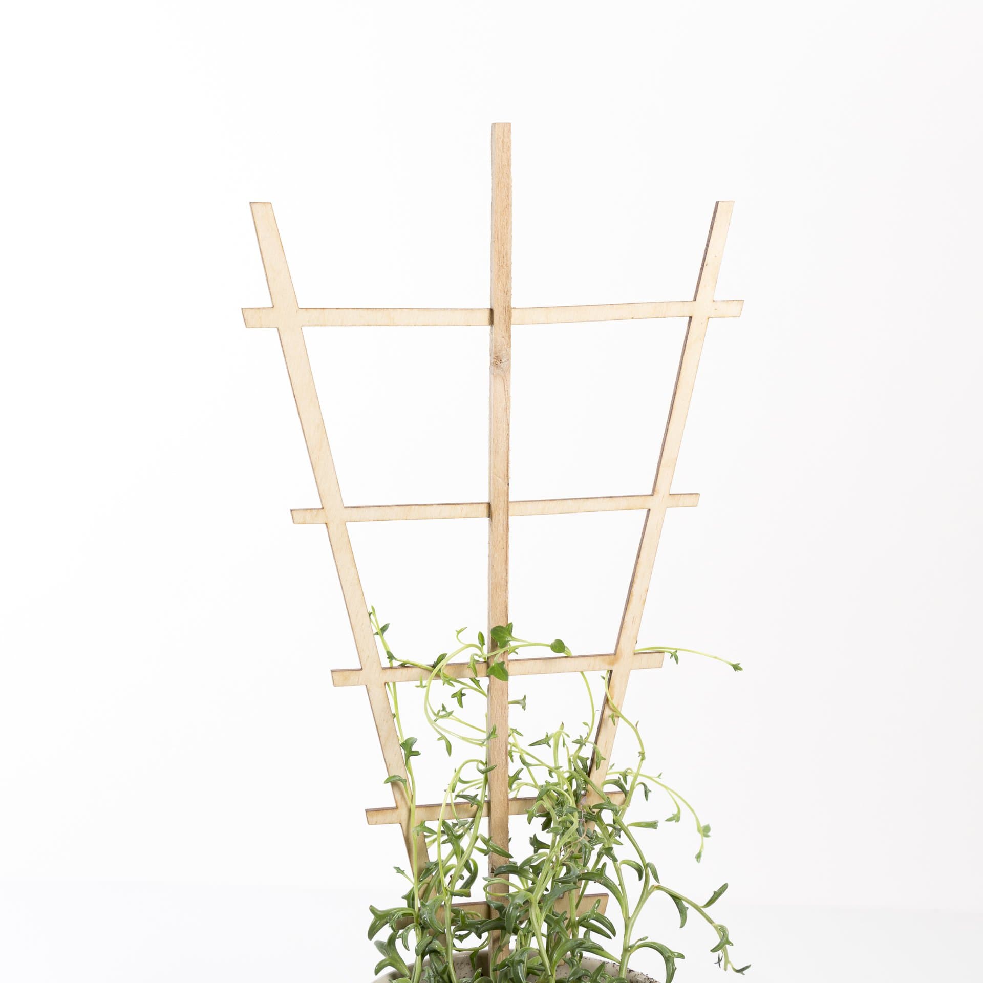 small trellis plants 18" Pine Classic Mini Trellis
