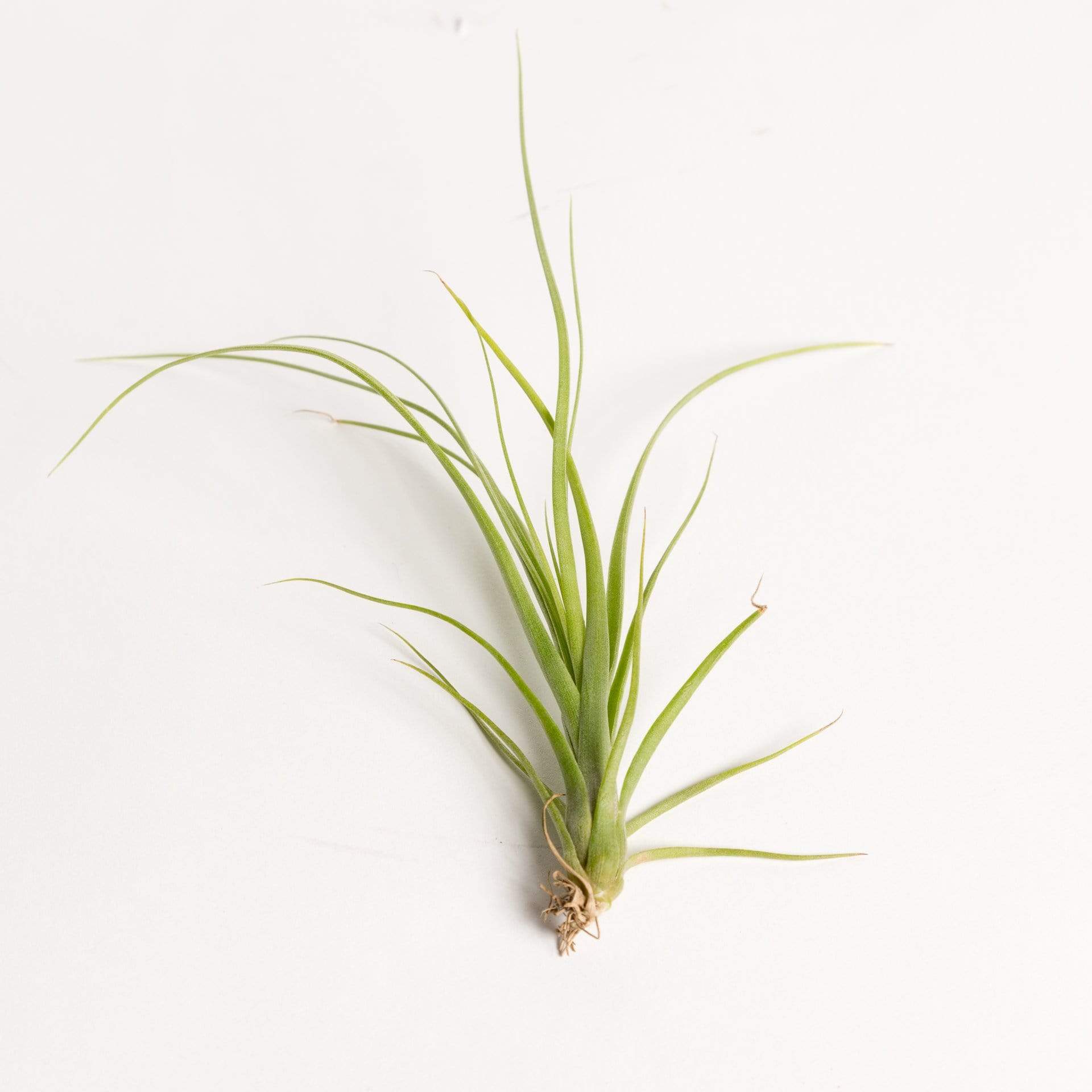 Urban Sprouts Plant 3-4" Tillandsia 'Balbisiana'