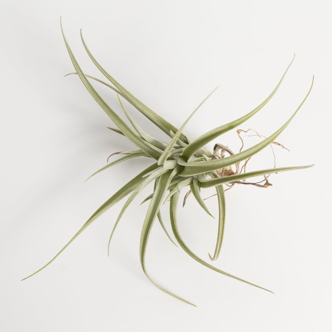 Urban Sprouts Plant 3" Tillandsia Bergeri