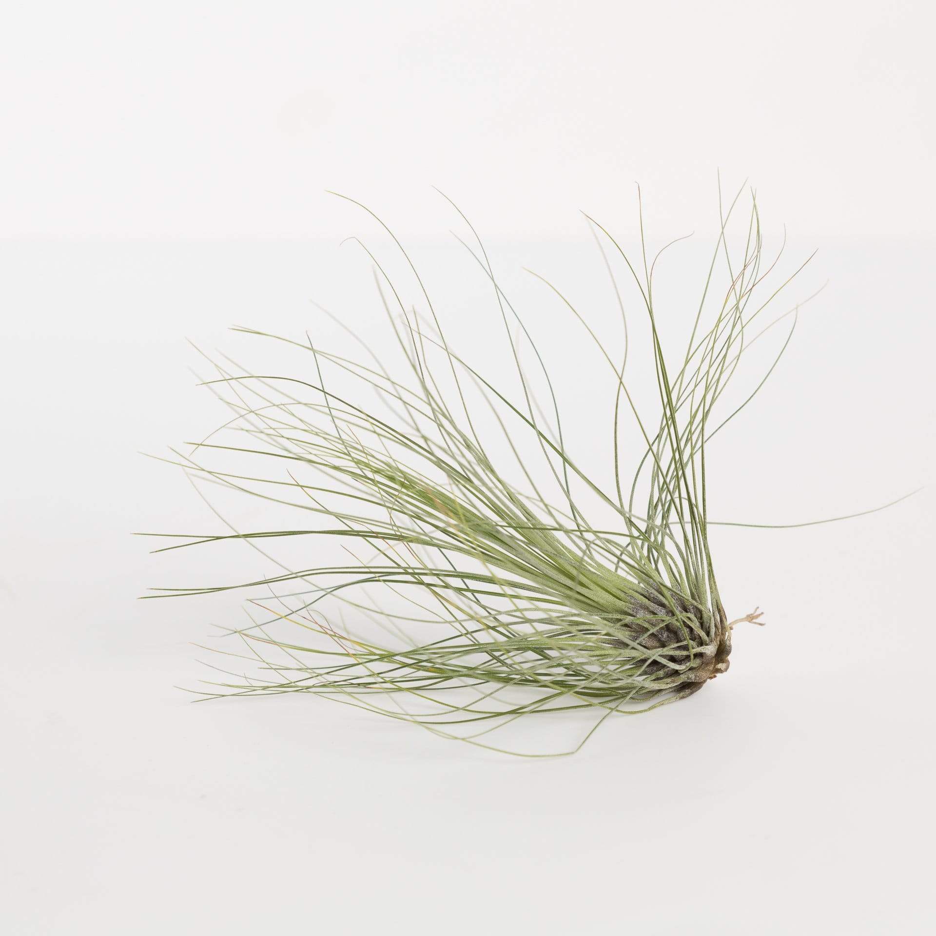 Air Plant 'Filifolia' 3-4"
