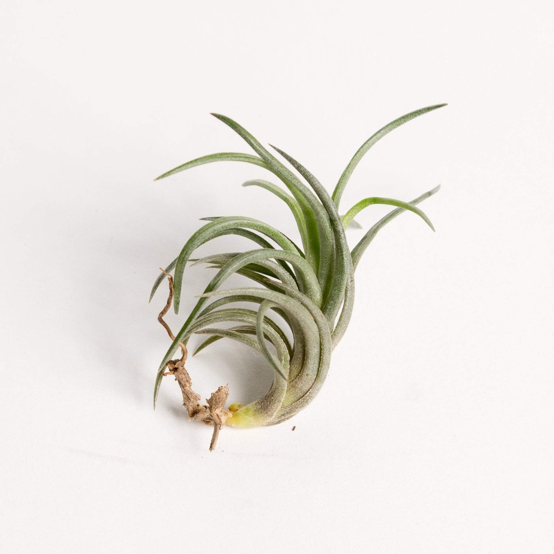 Urban Sprouts Plant 1" Tillandsia Neglecta