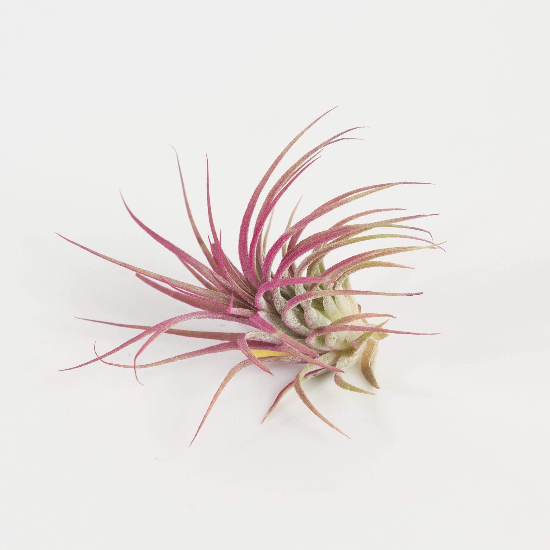 Urban Sprouts Plant 2-3" Pink Tillandsia 'Raspberry Rubra'