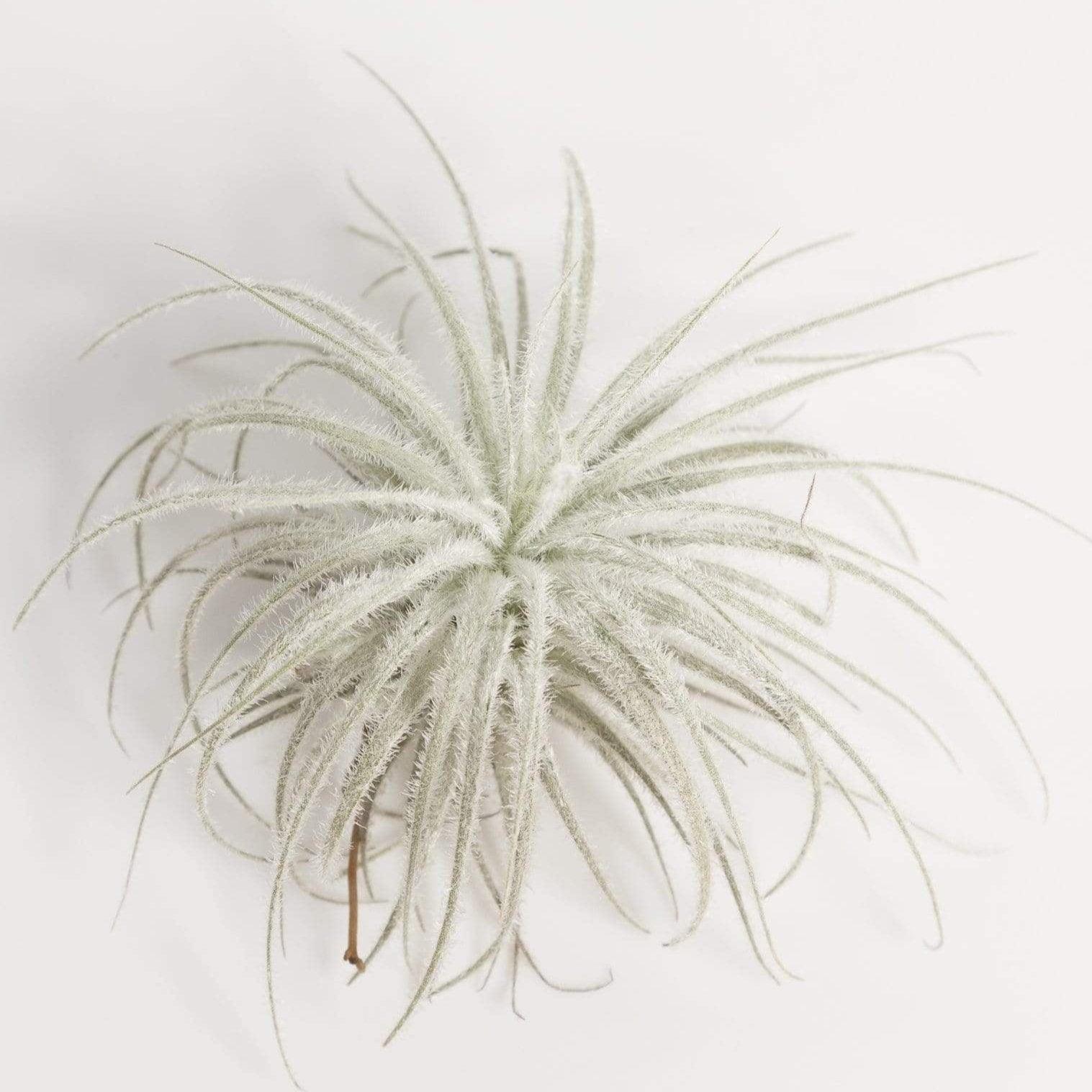 Tillandsia Tectorum Ecuador - Urban Sprouts