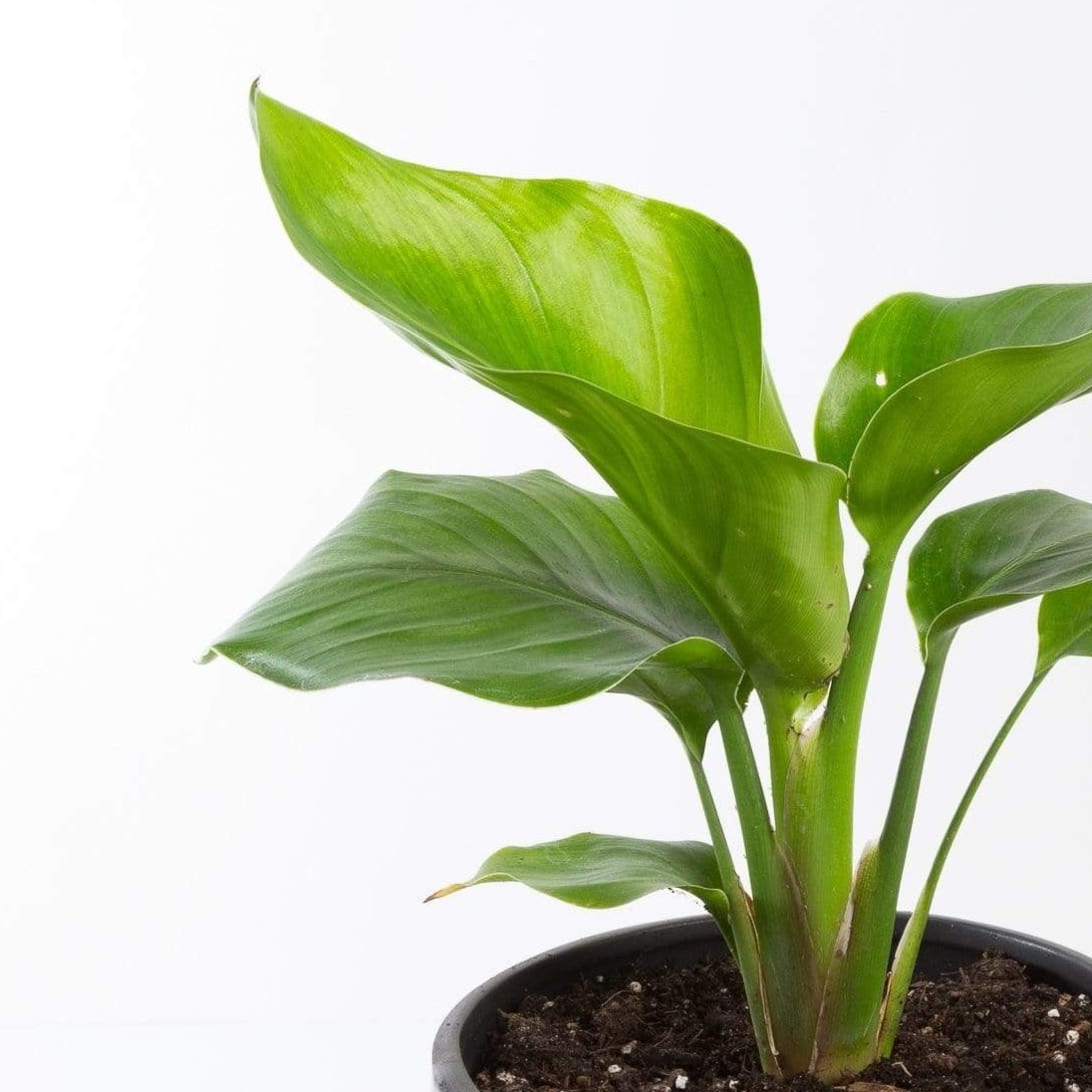 Urban Sprouts Plant Bird of Paradise 'Orange'
