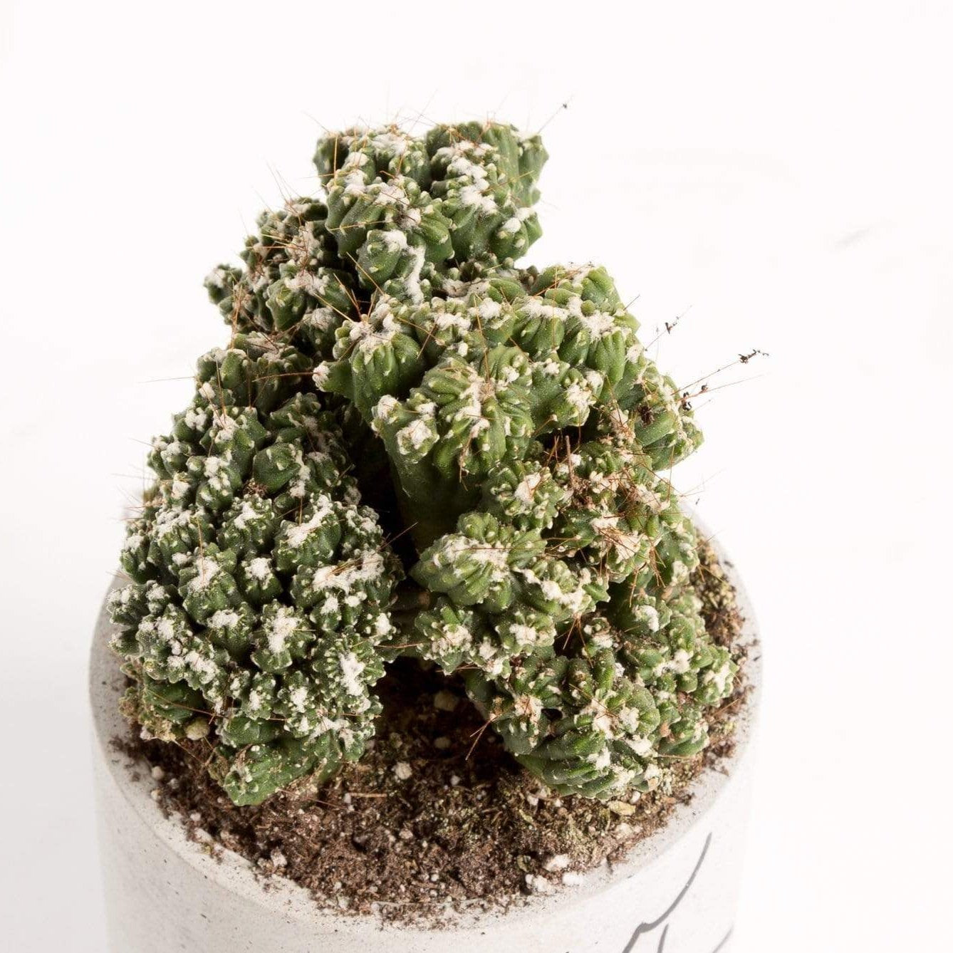 Cactus 'Crested Peruvian Apple' 4” – Urban Sprouts