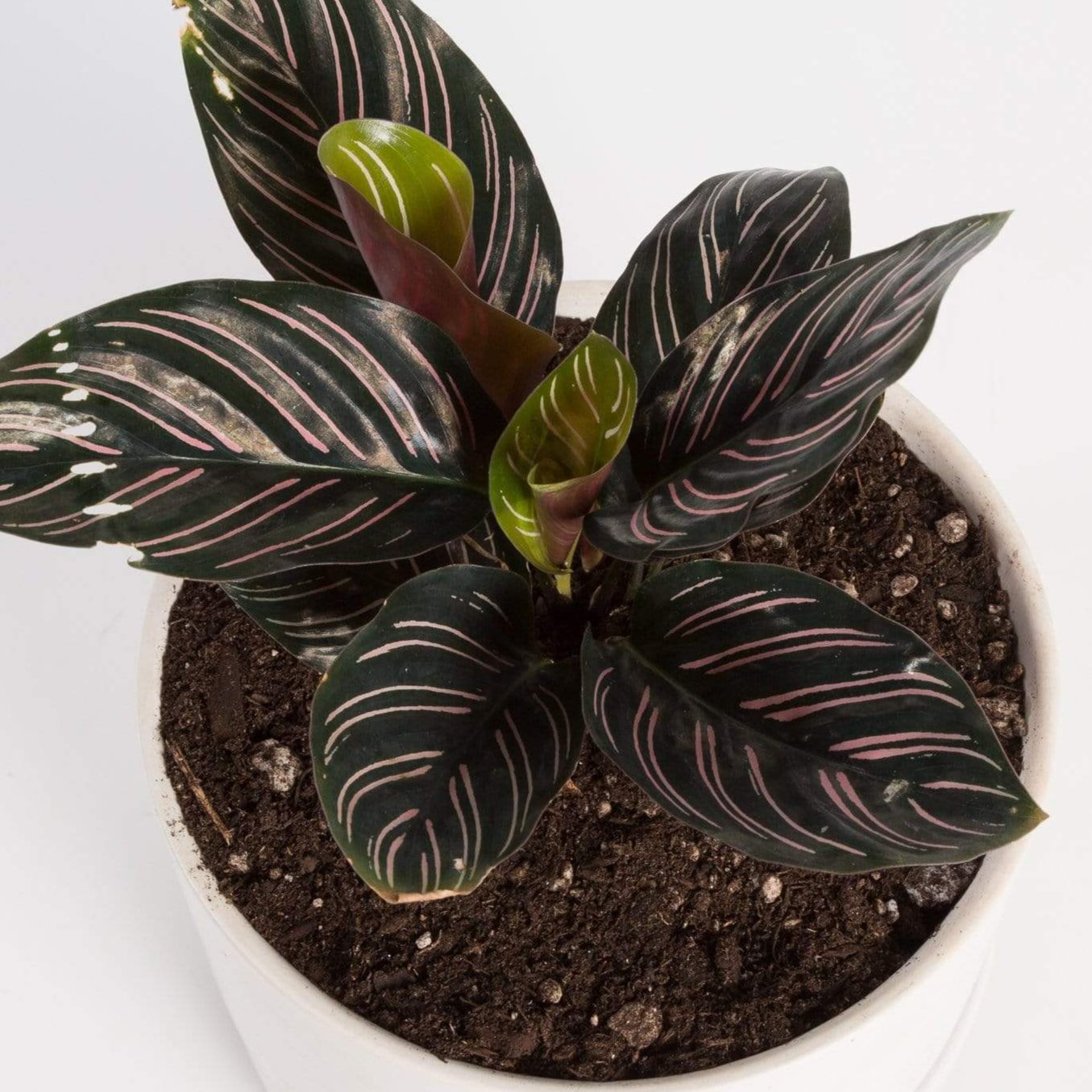 Calathea 'Pinstripe' 4