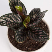 Urban Sprouts Plant Calathea 'Pinstripe'